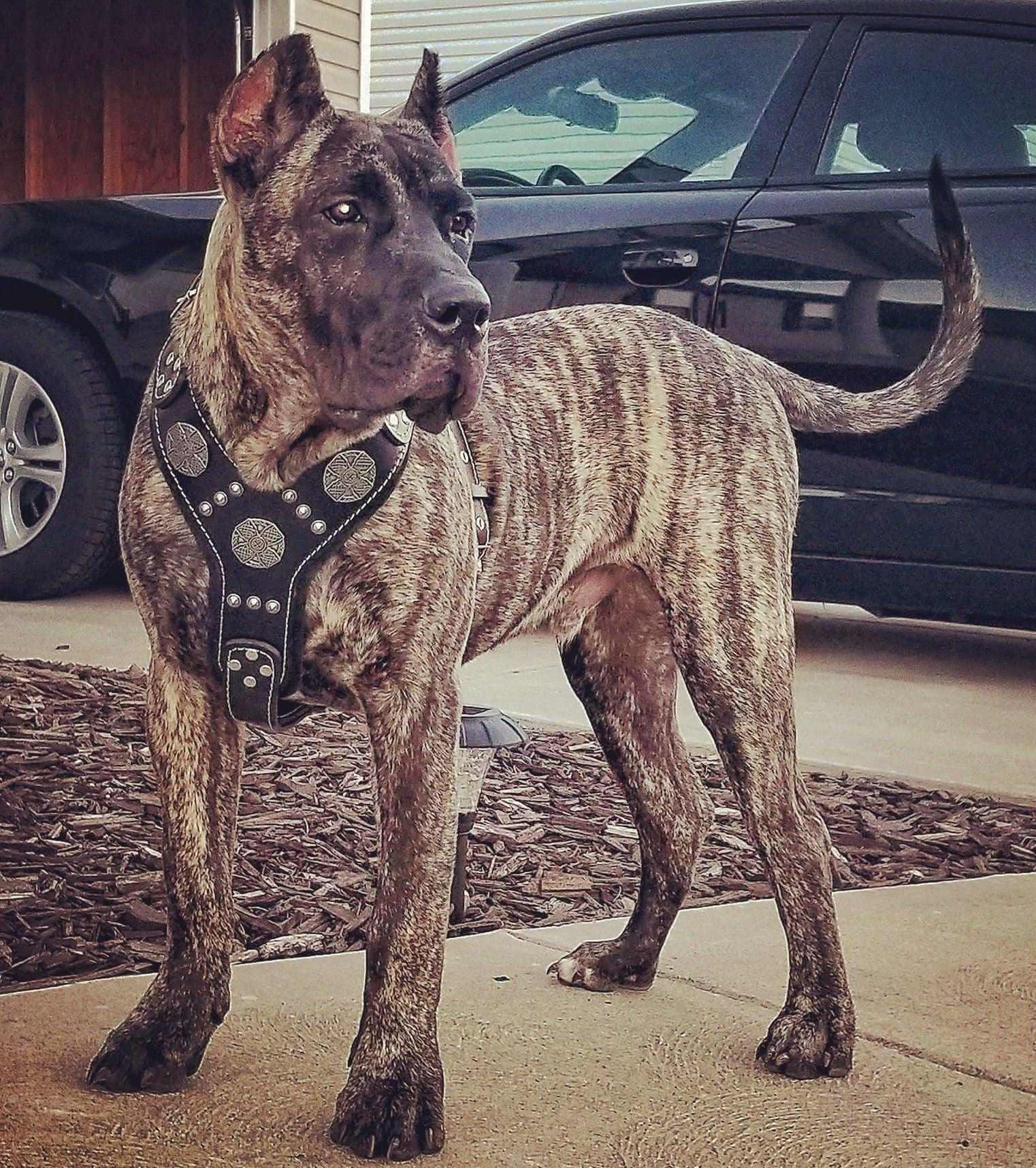 Bestia The "Maximus" silver harness — Obroże, smycze i szelki — photo 4