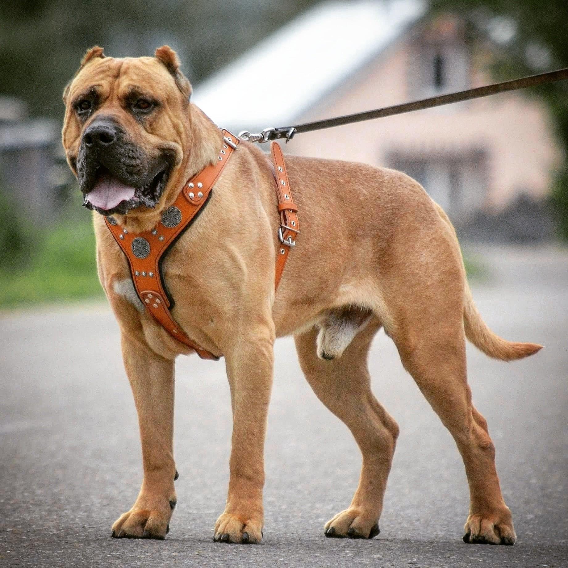 Bestia The "Maximus" silver harness — Obroże, smycze i szelki — photo 3