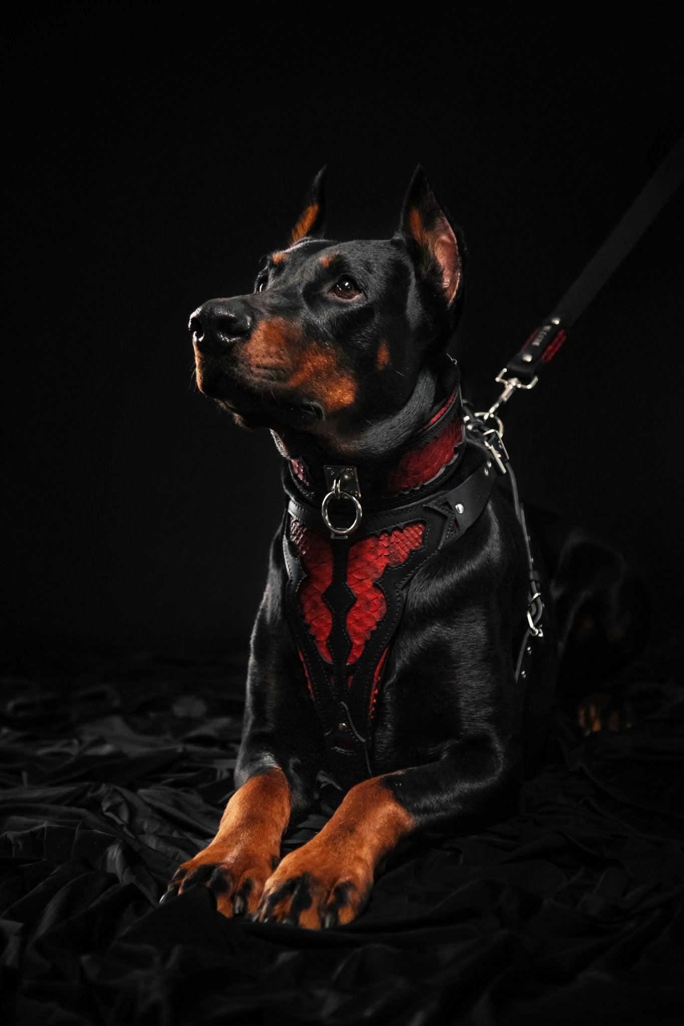 Bestia Obroża „Red Dragon” — photo 4