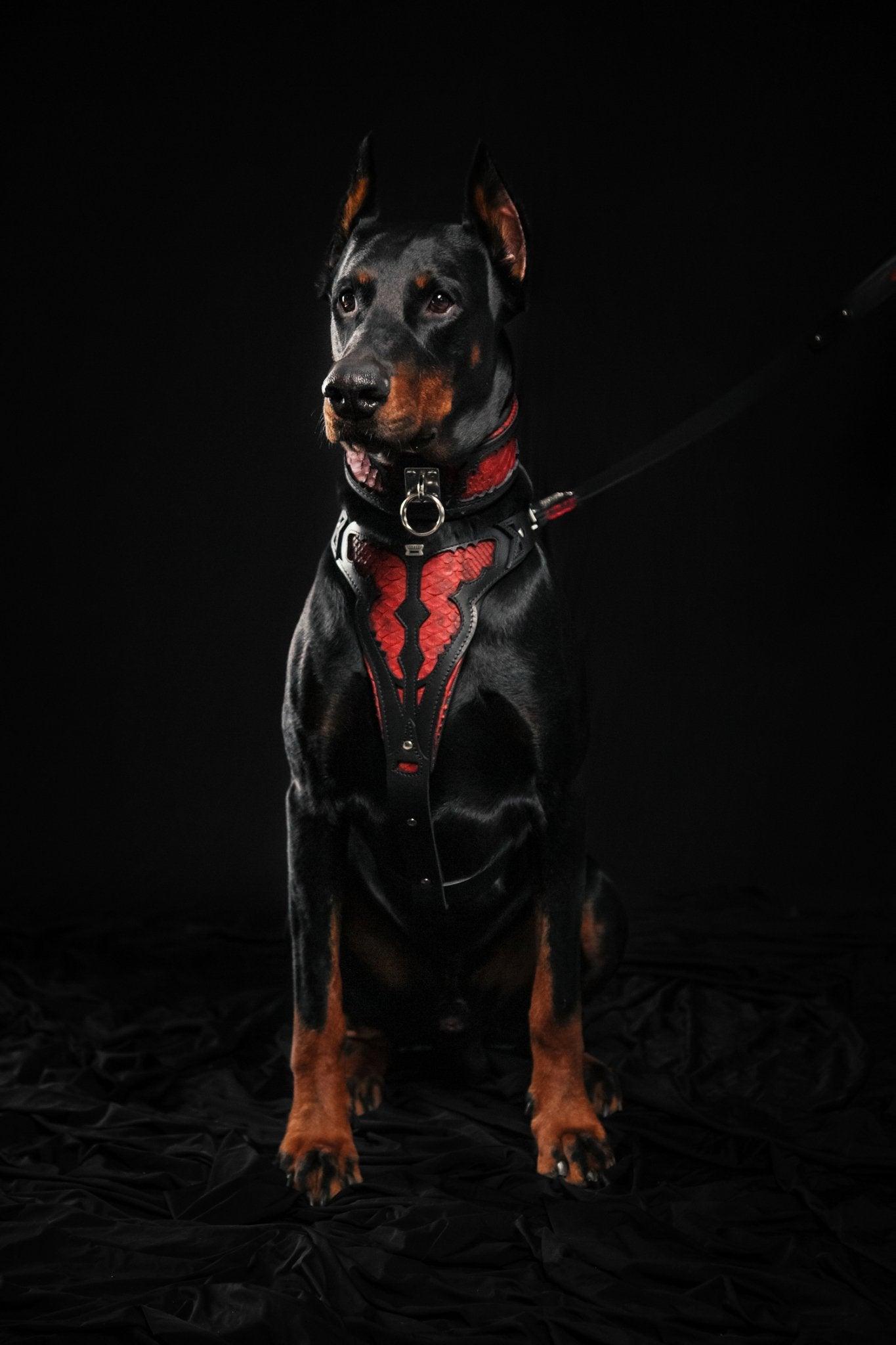 Bestia The ''Red Dragon'' harness — Obroże, smycze i szelki — photo 5