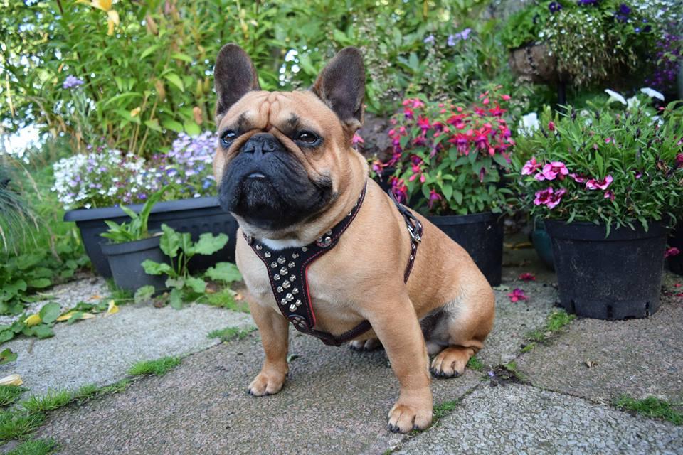 Bestia Le harnais en cuir clouté "Rocky" Taille Petite à Moyenne — Colliers, laisses et harnais — photo 3