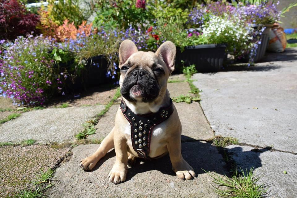 Bestia Le harnais en cuir clouté "Rocky" Taille Petite à Moyenne — Colliers, laisses et harnais — photo 4