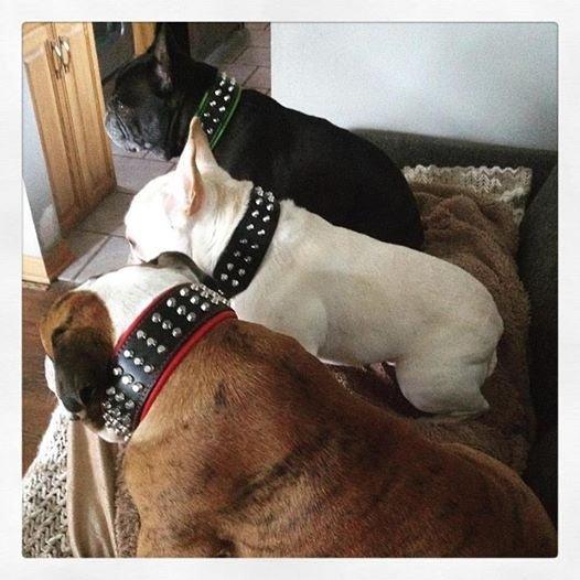 Bestia Obroża dla psa "Stud" — photo 4
