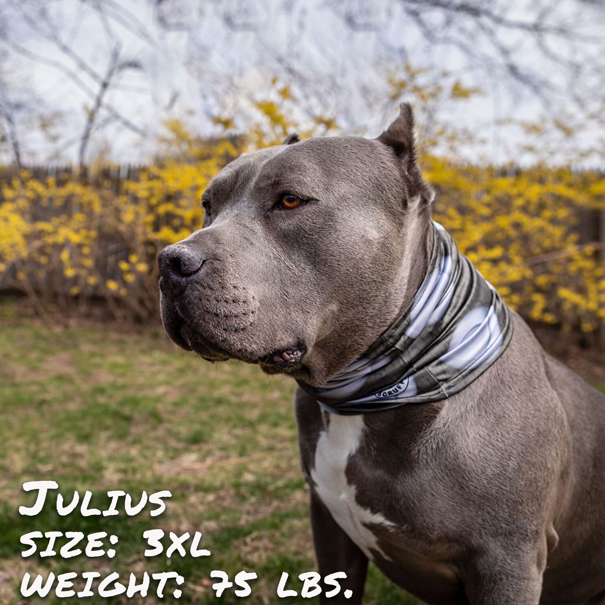Pup Scruffs Komin dla psa Stud — Ubranka dla psów — photo 5