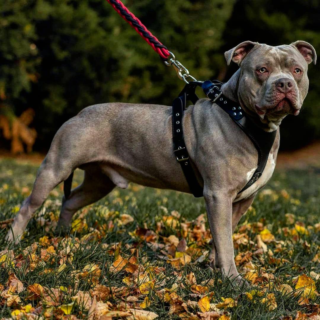 Bestia The ''Style'' harness Black — Obroże, smycze i szelki — photo 2