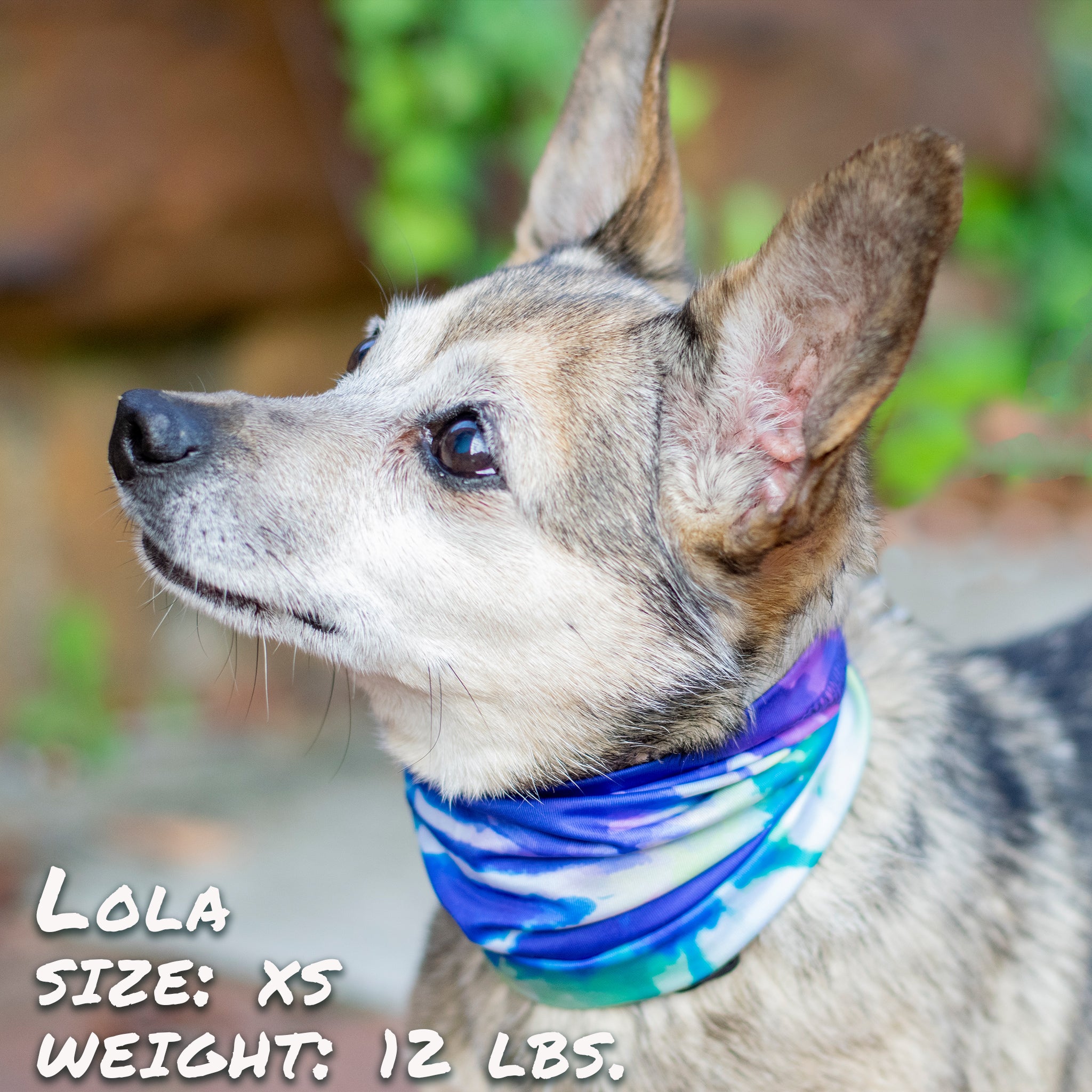 Pup Scruffs Tie Dye tour de cou pour chien — Vêtements pour chiens — photo 2