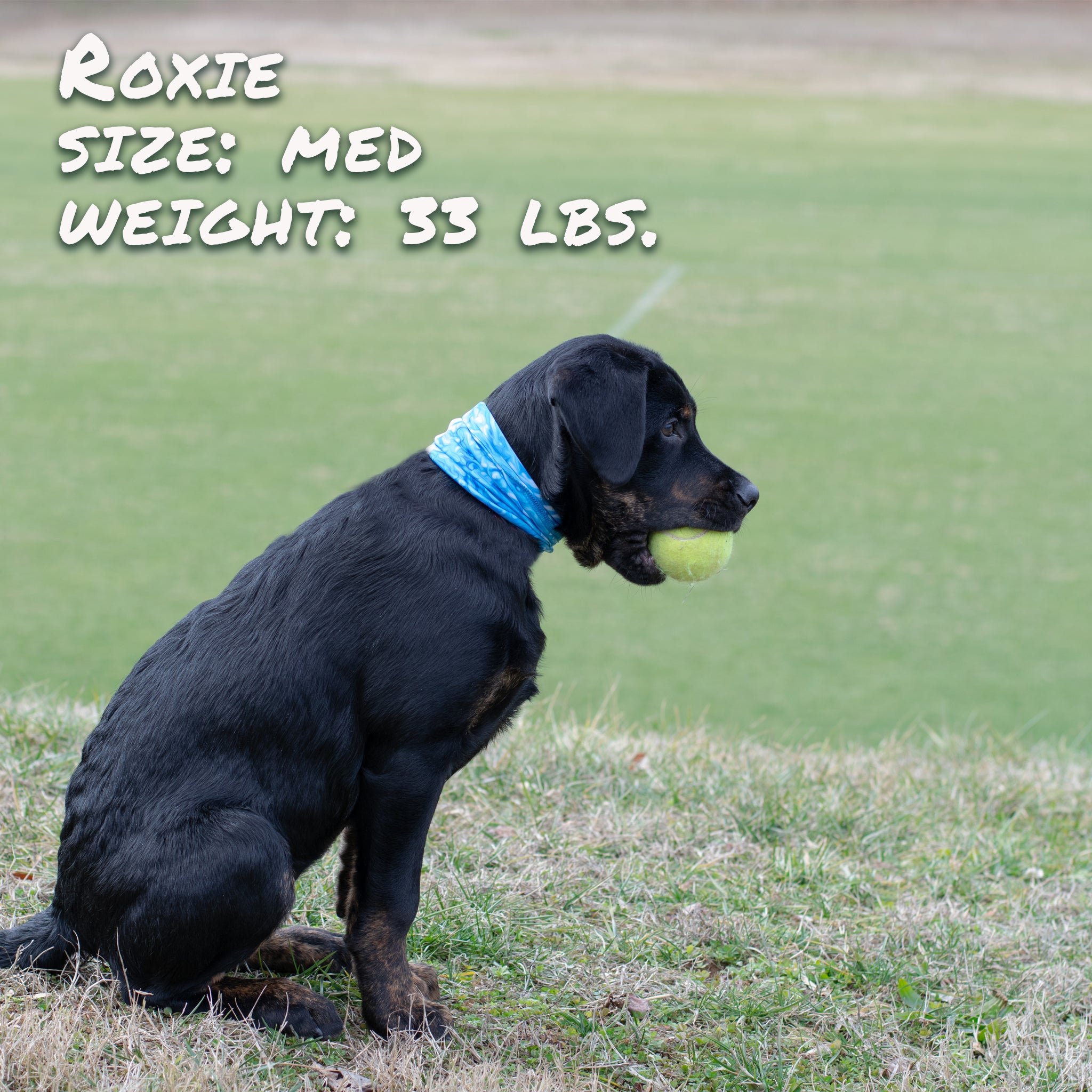 Pup Scruffs Komin dla psa Water Dog — Ubranka dla psów — photo 4
