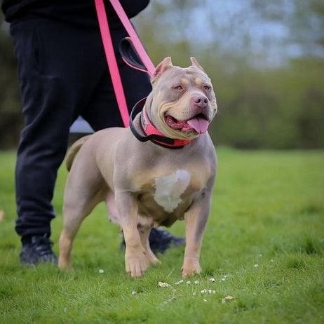 Laisse double poignée BESTIA DOG SPORT neon pink — Colliers, laisses et harnais — photo 4