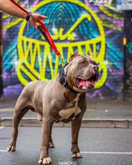 Laisse double poignée BESTIA DOG SPORT Red — Colliers, laisses et harnais — photo 5