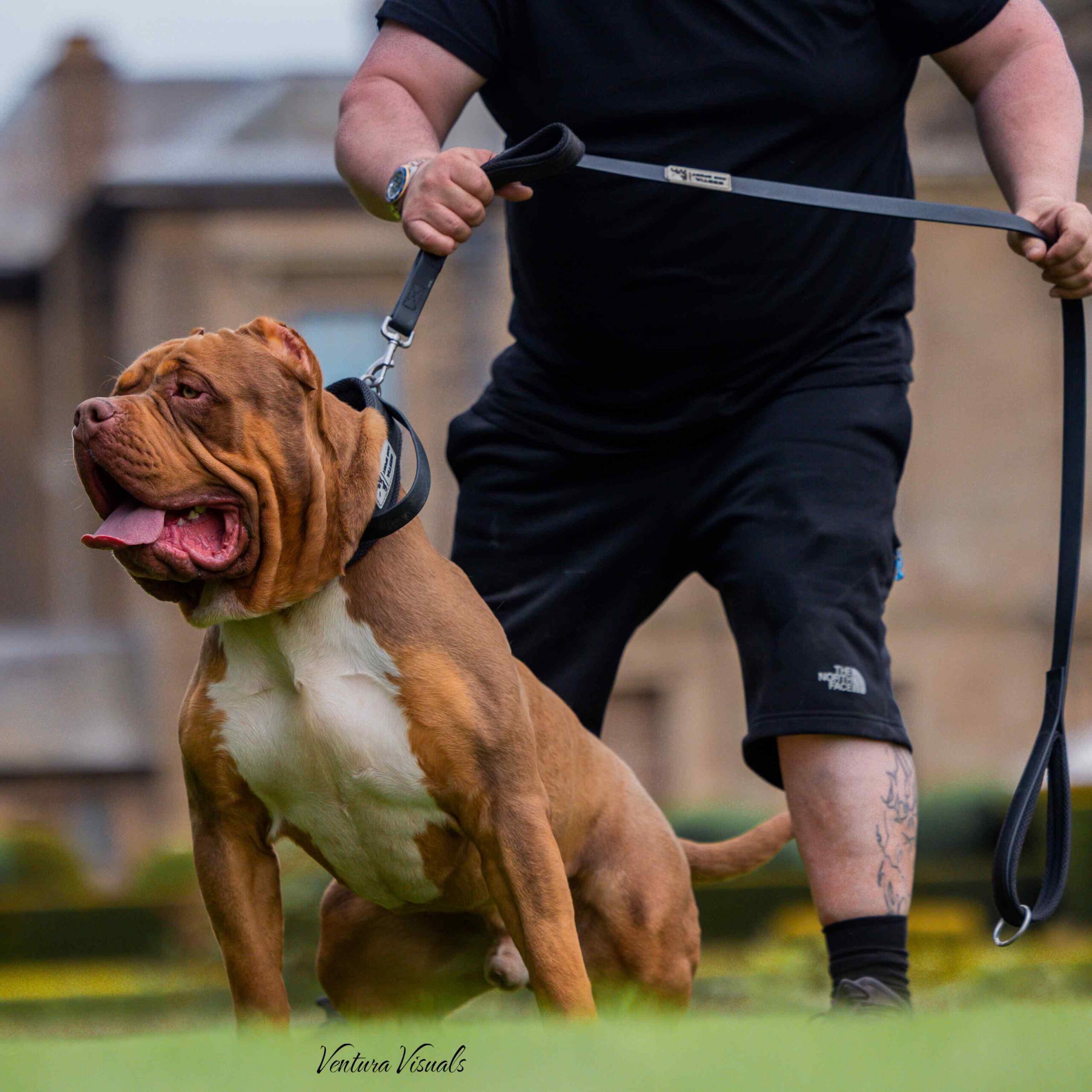 Laisse double poignée Bestia Dog Sport noire — Colliers, laisses et harnais — photo 4