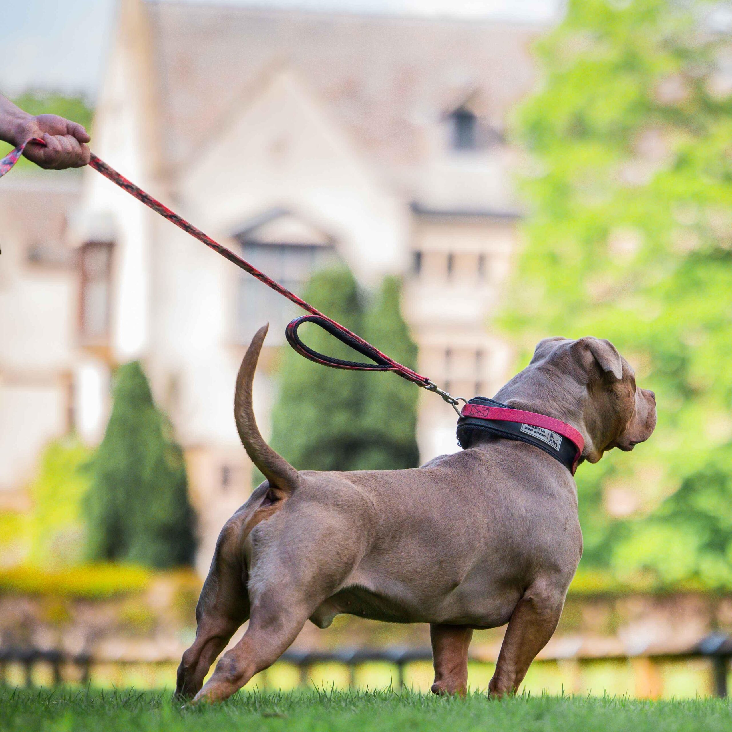 Laisse double poignée BESTIA DOG SPORT Red Camo — Colliers, laisses et harnais — photo 4
