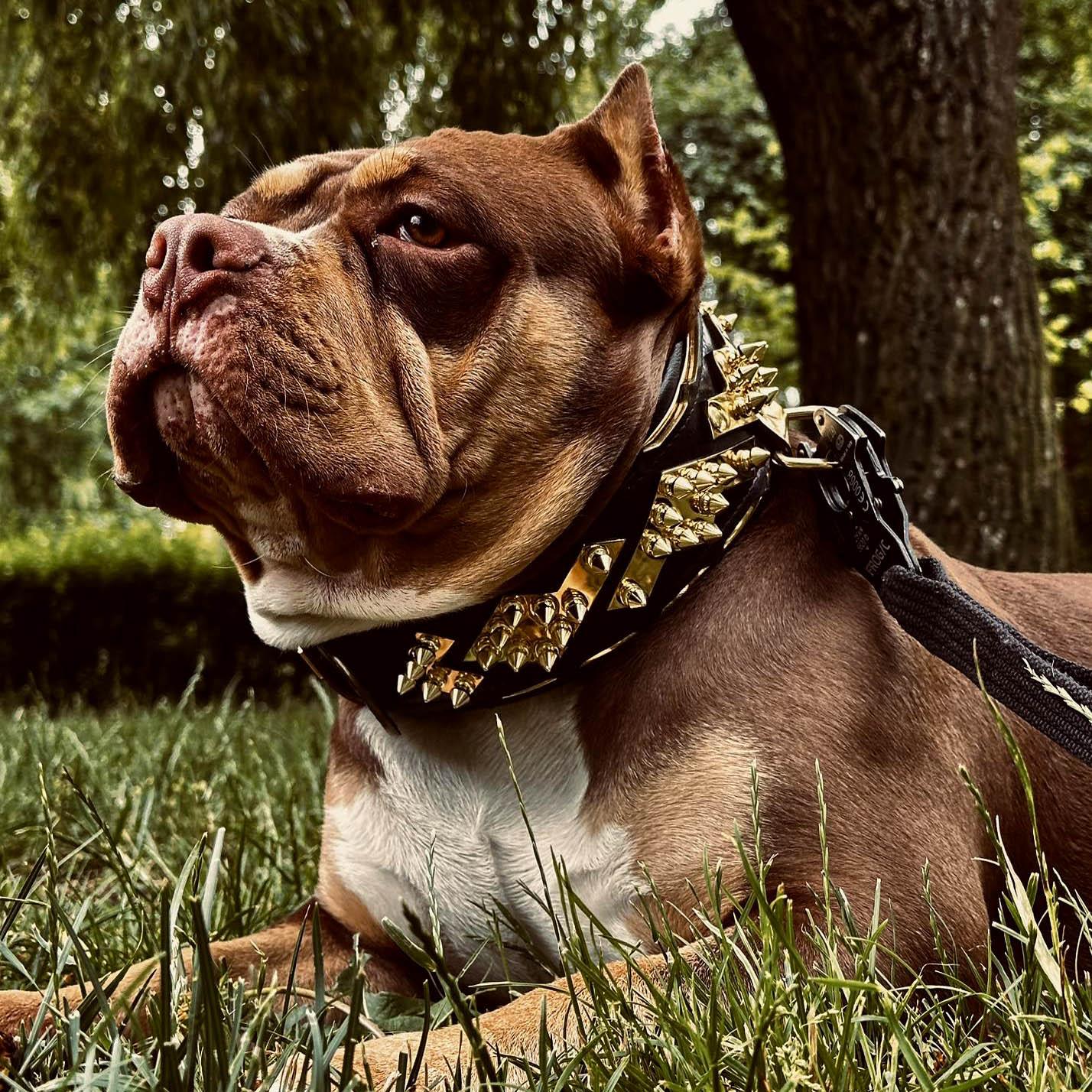 Bestia Le collier « Midas » Or — photo 5