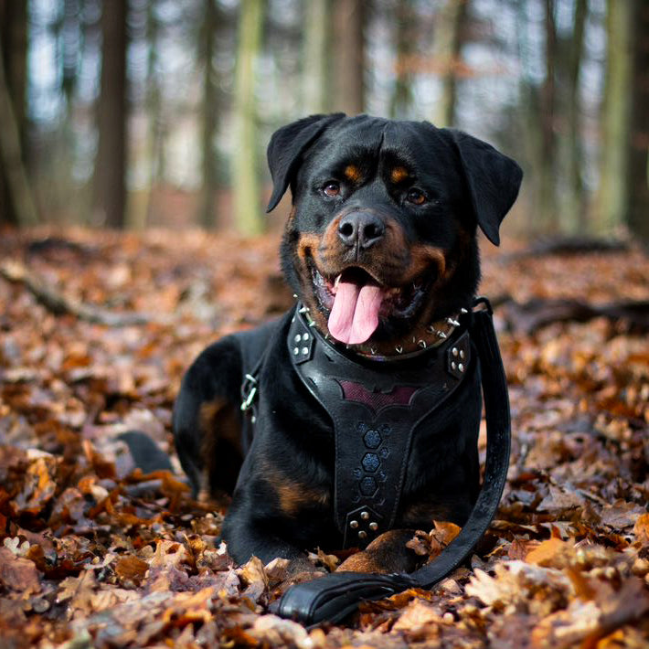 Bestia Szelki Batdog — Obroże, smycze i szelki — photo 3