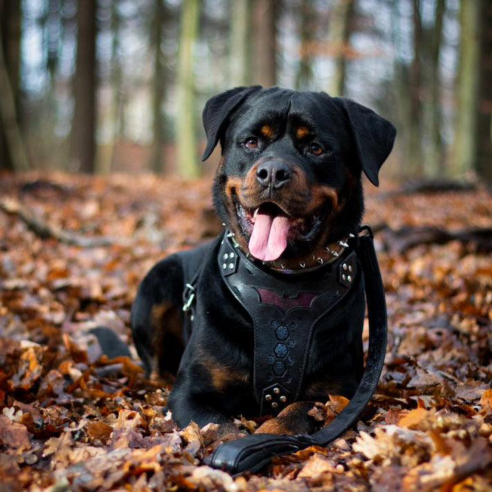 Bestia BATDOG harness Medium Size — Obroże, smycze i szelki — photo 3