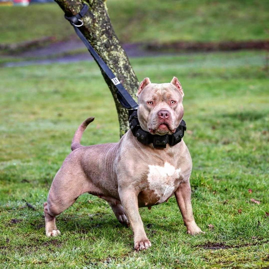 Bestia Dog Sport Treningowa obroża z ciężarkami. Duże rasy. Łącznie 5 lbs. Odchylny ciężarki — photo 6