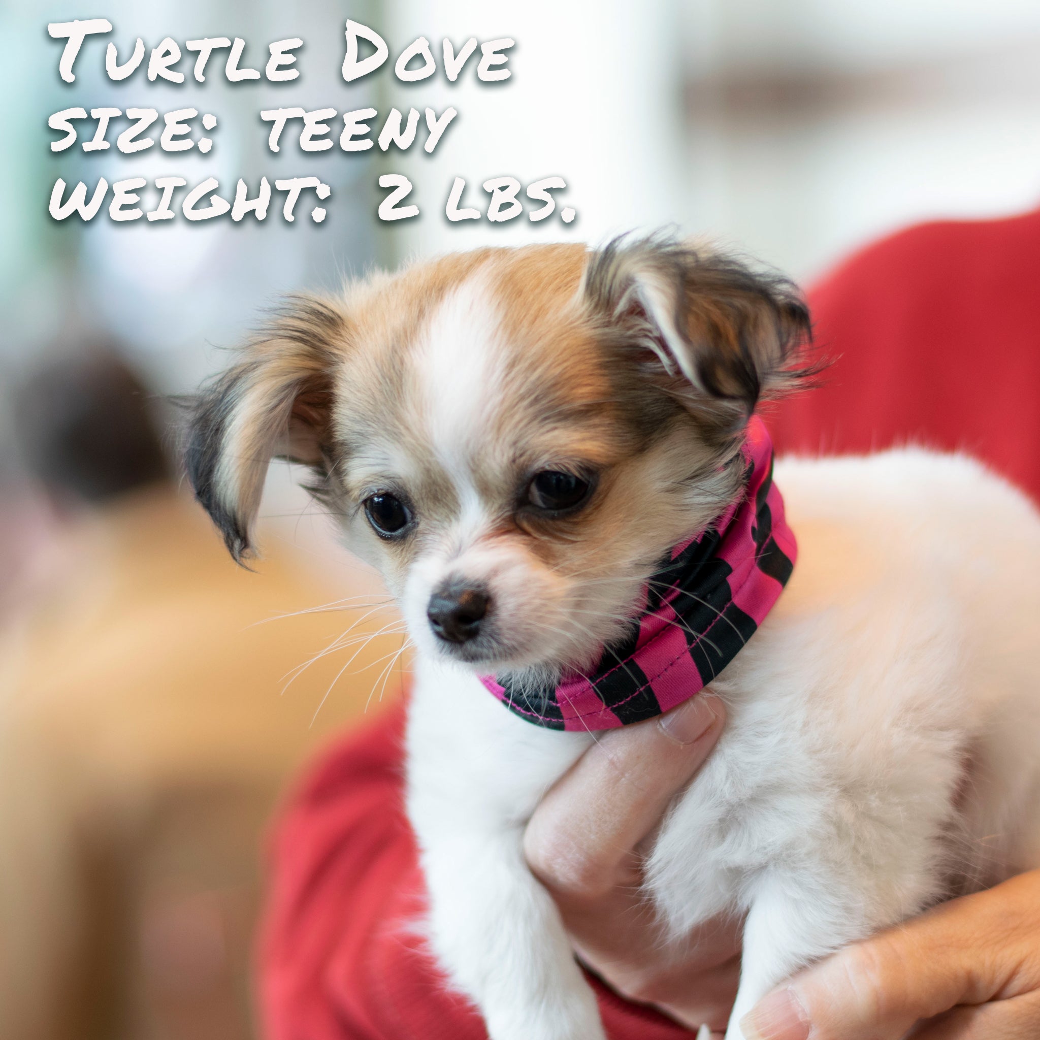 Pup Scruffs Zebra Pink Komin dla psa — Ubranka dla psów — photo 4