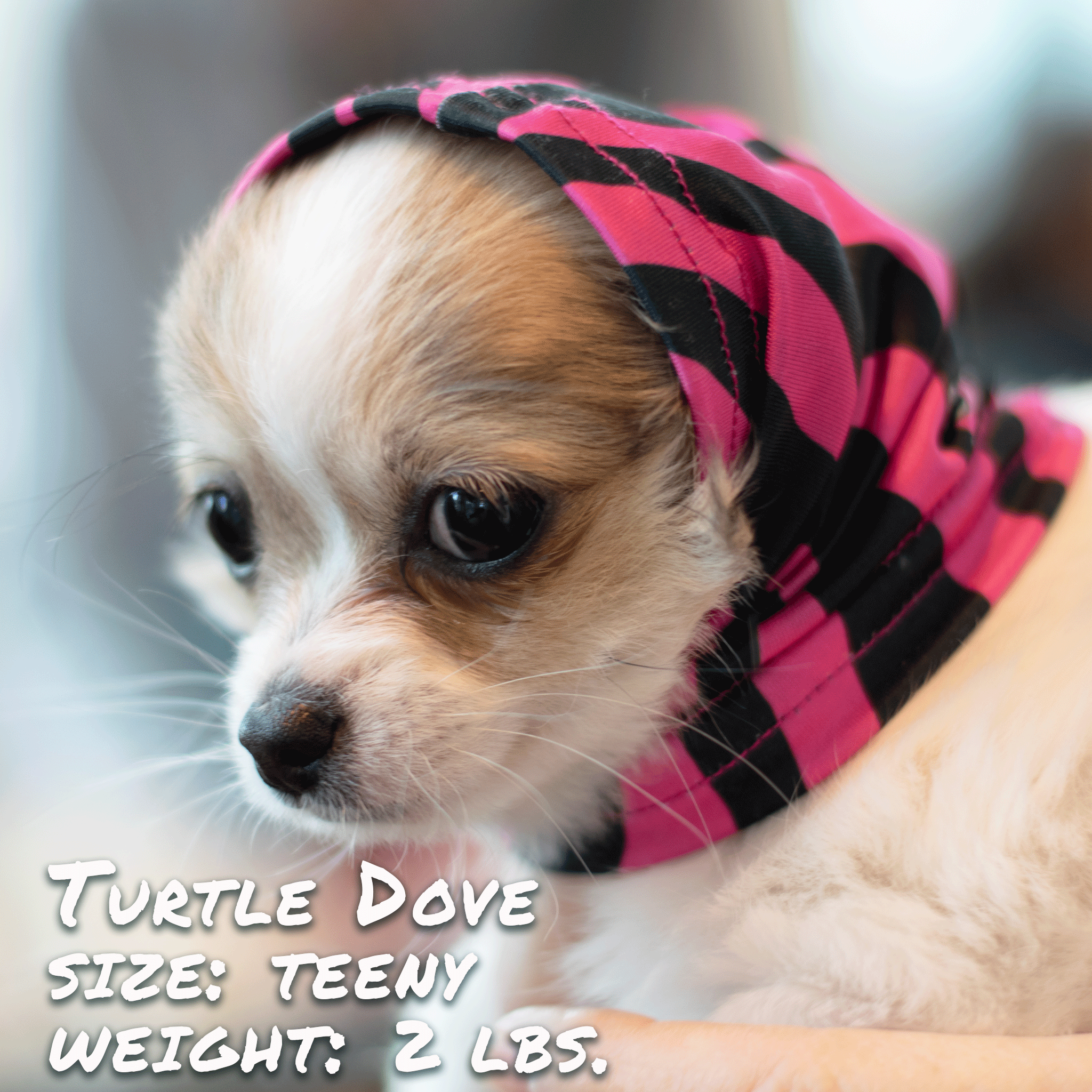 Pup Scruffs Zebra Pink Komin dla psa — Ubranka dla psów — photo 5